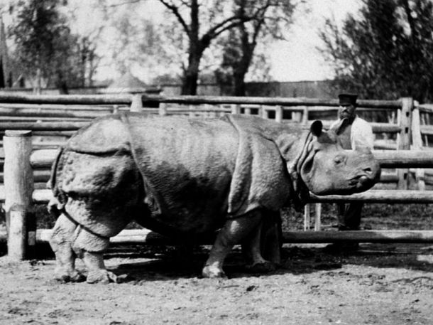 Панцирный носорог один из первых обитателей зоосада.jpg