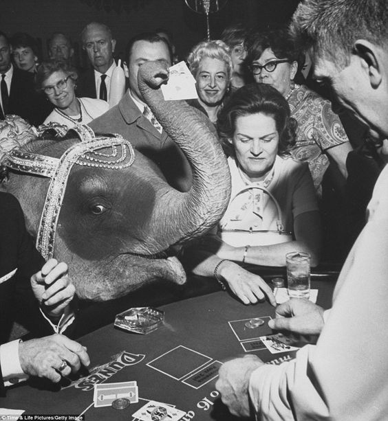8 Tanya the Siamese elephant who performed on stage at Dunes Hotel and Casino joins gamblers at a blackjack table in 1966.jpg