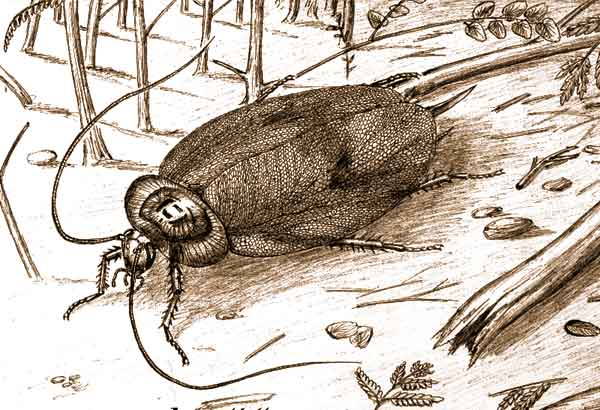 Тараканы появились на Земле 235 миллионов лет назад – новости