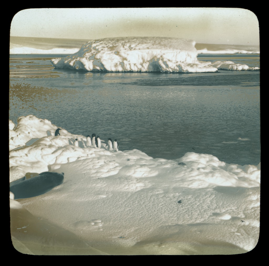 a-group-of-seven-penguins-and-a-sea-elephant-on-an-icy-shore-an-iceberg-and-the-sea-australasian-antarctic-expedition-1911-1914_6173955376_o.jpg