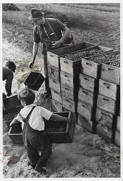 Arthur_Rothstein_(American_1915-1985)._Child_Labor_Cranberry_Bog_1939.jpg