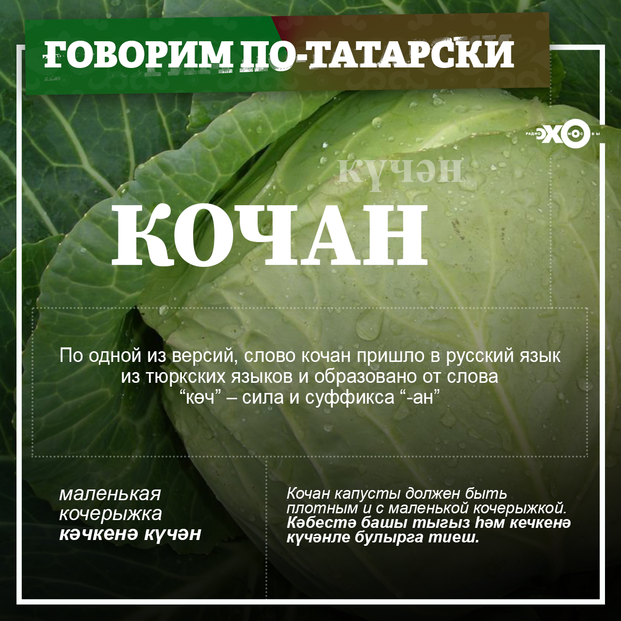 Происхождение слова «кочан» — Блоги
