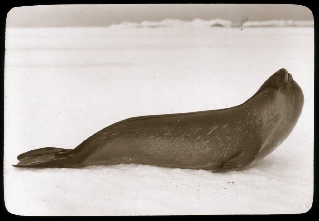 the-rare-ross-seal-australasian-antarctic-expedition-1913-1914_6173948176_o.jpg