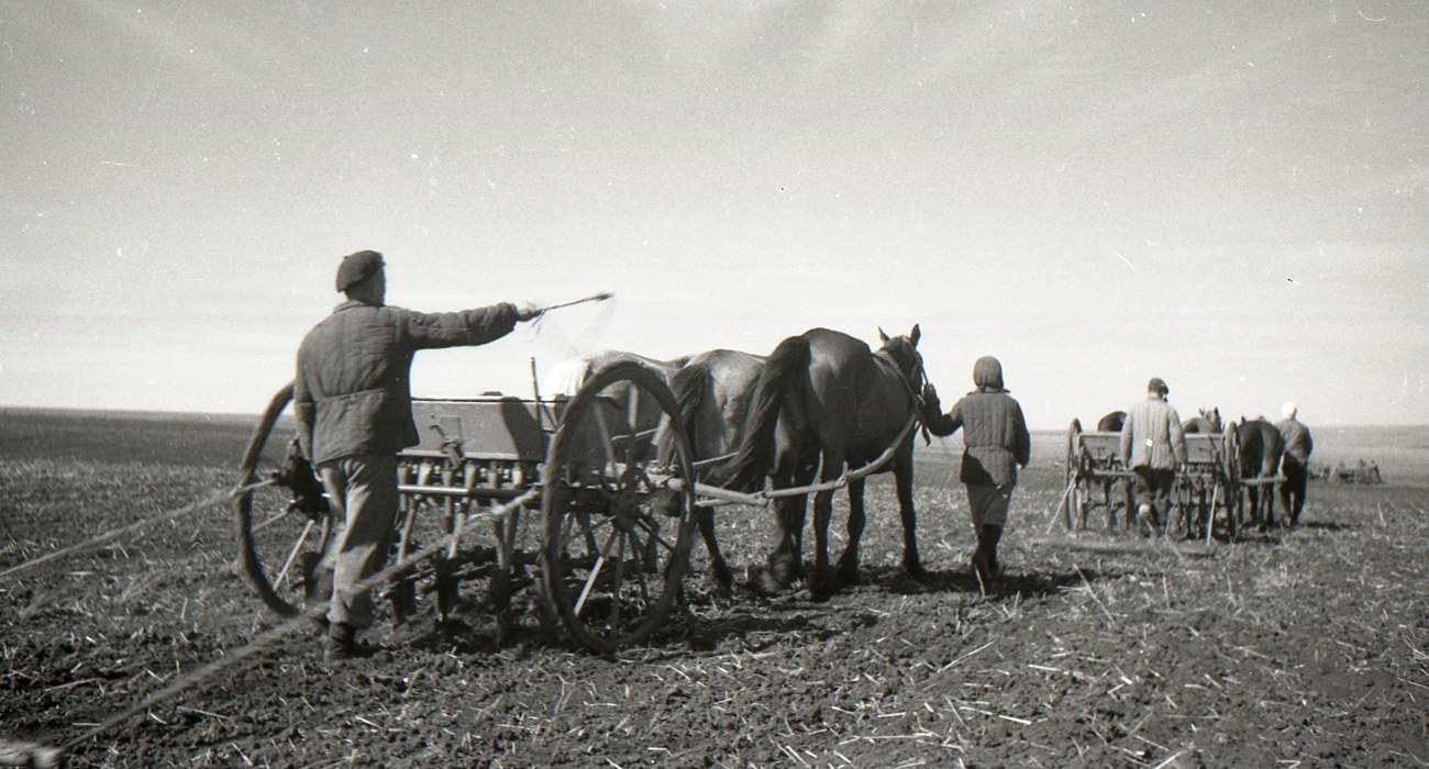 В колхозе «Путь Ленина», 1946.