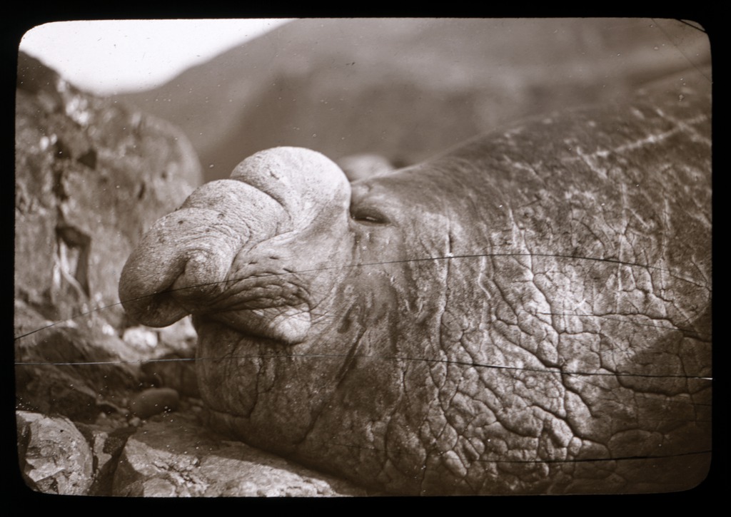the-head-of-a-bull-sea-elephant-macquarie-island-australasian-antarctic-expedition-1911-1914_6173949354_o.jpg