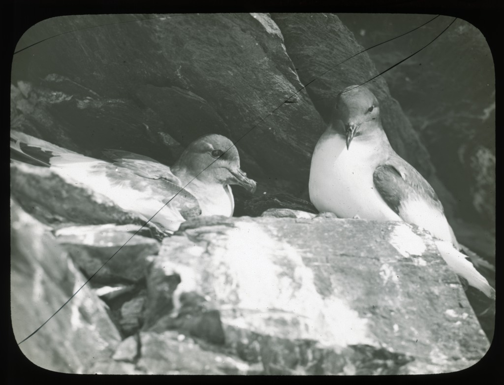 antarctic-petrels-on-the-nest-australasian-antarctic-expedition-1911-1914_6173425447_o.jpg