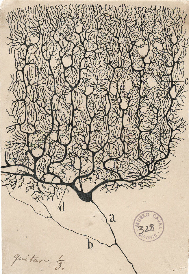 Cajal_-_a_purkinje_neuron_from_the_human_cerebellum.jpg