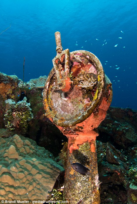 2F42E92600000578-3355586-Among_the_colourful_coral_and_fish_a_nautical_speed_dial_remains-a-57_1449824732193.jpg