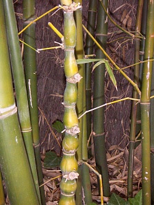 Казнь ростками бамбука